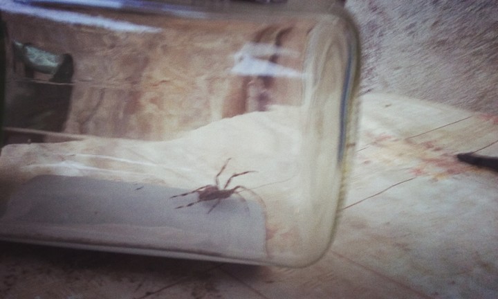 omg a giant spider!