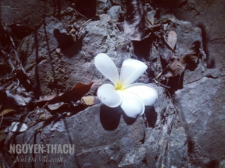 hoa sứ