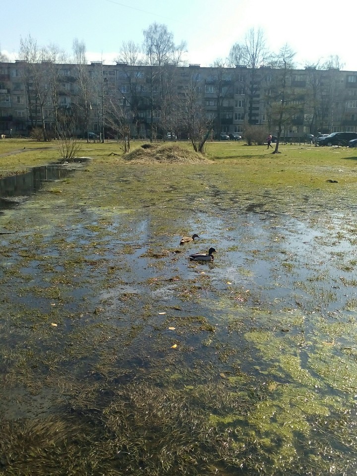 Утки прилетели.
