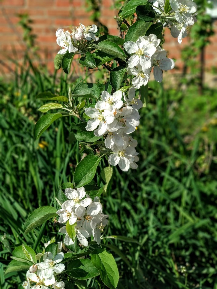 my apple tree