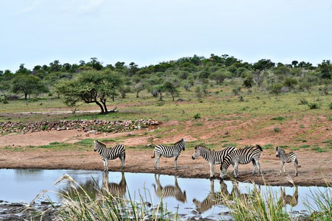 Zebras