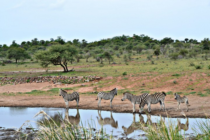 Zebras