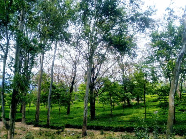 tea gardens