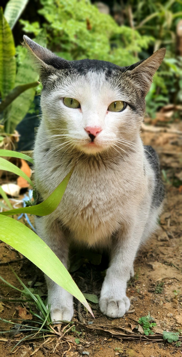 Gato