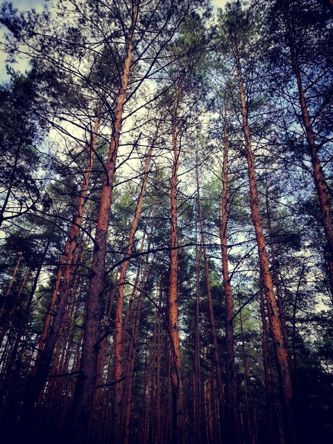 forest
