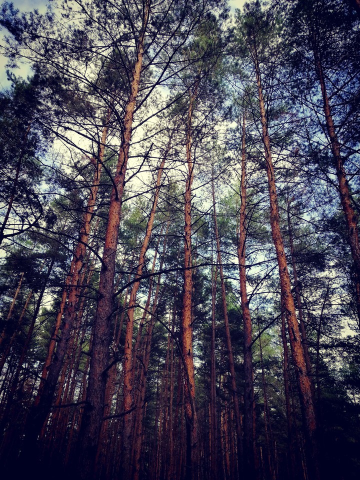 forest