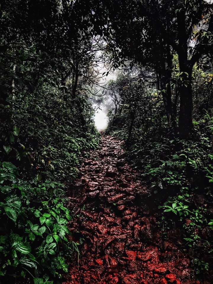 into the wild