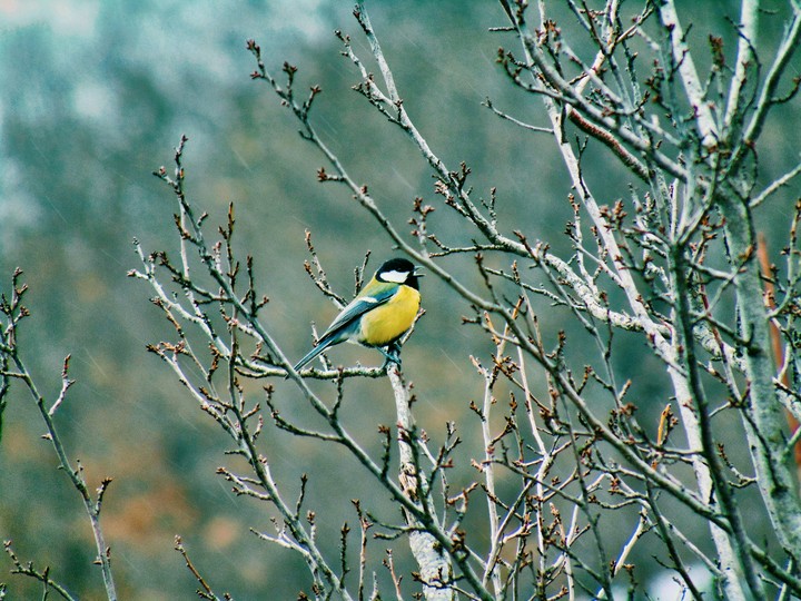 bird 