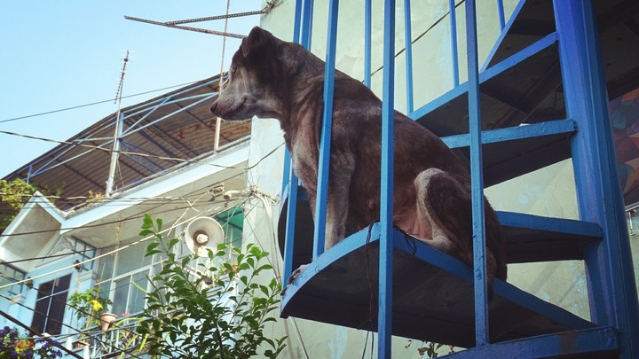 My little dog
