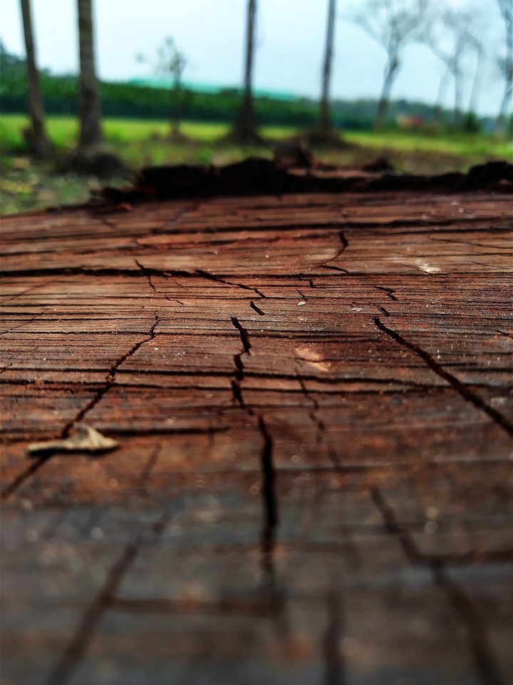 Rough Earth Deforestation