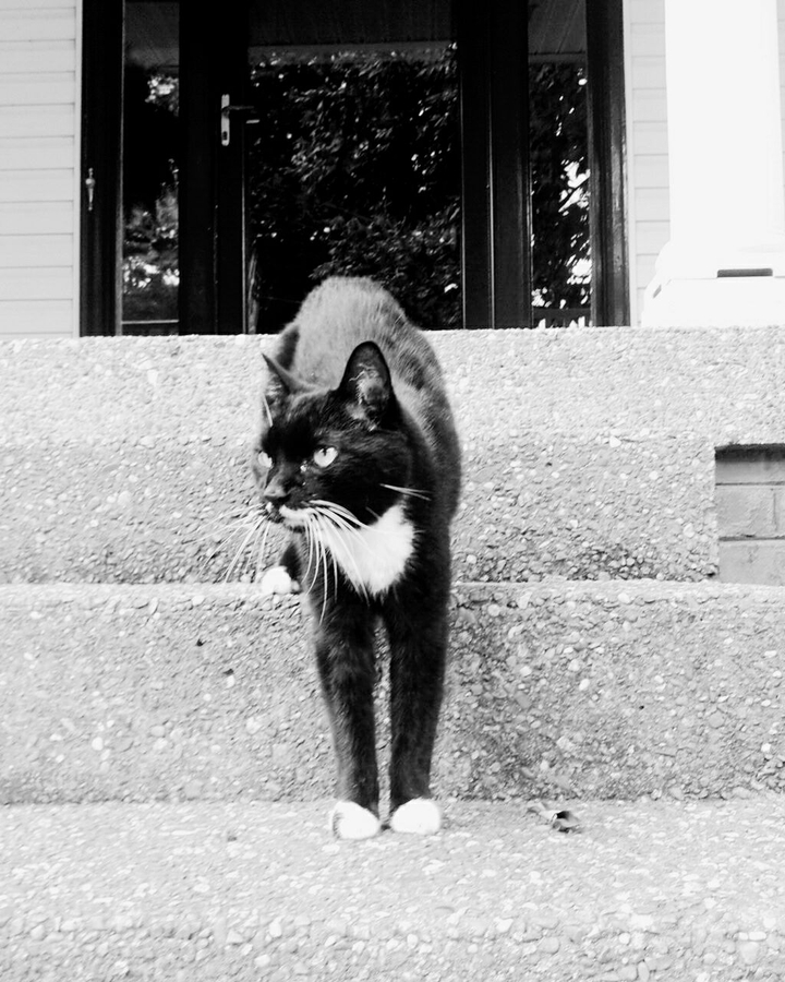My black cat