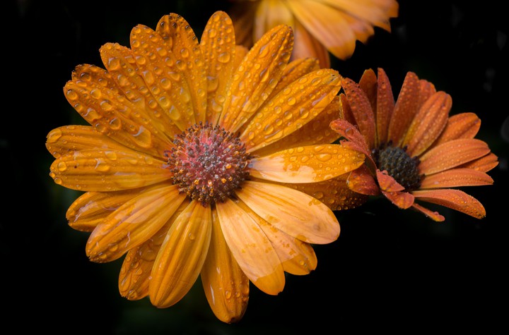 Hot Orange Flowers