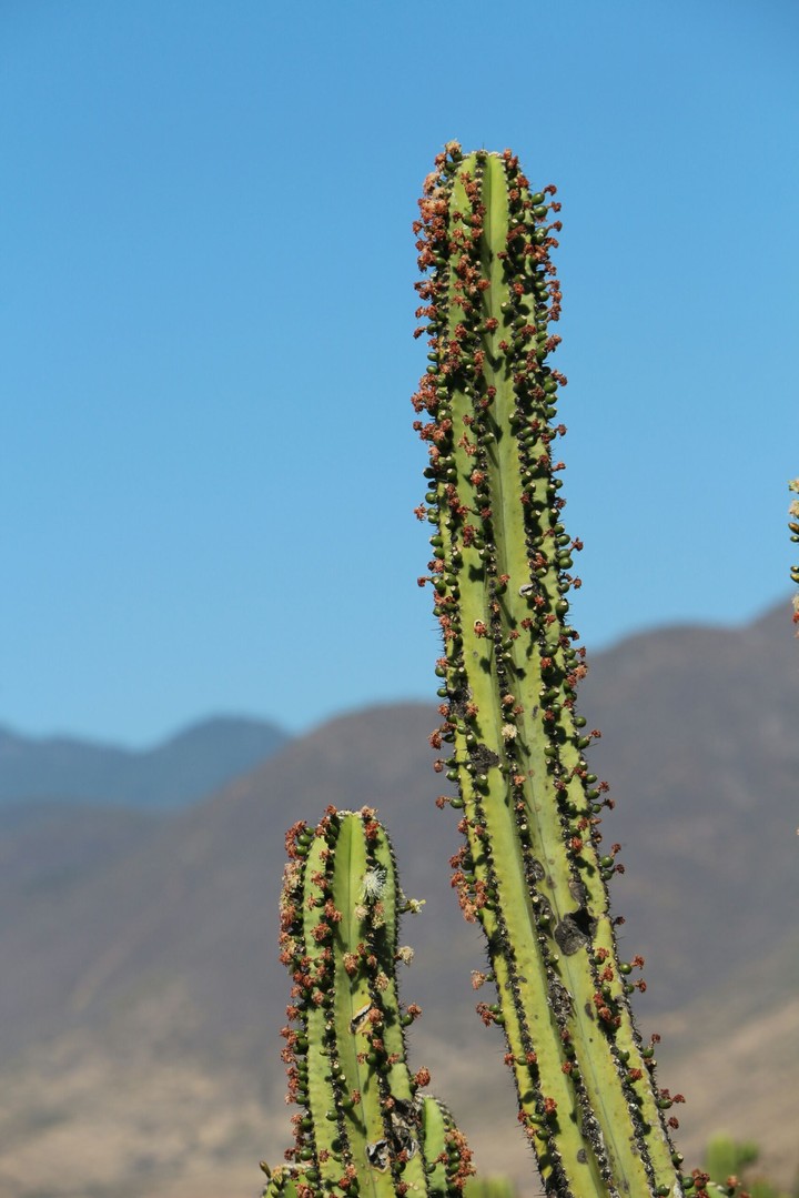 Myrtillocactus geometrizans