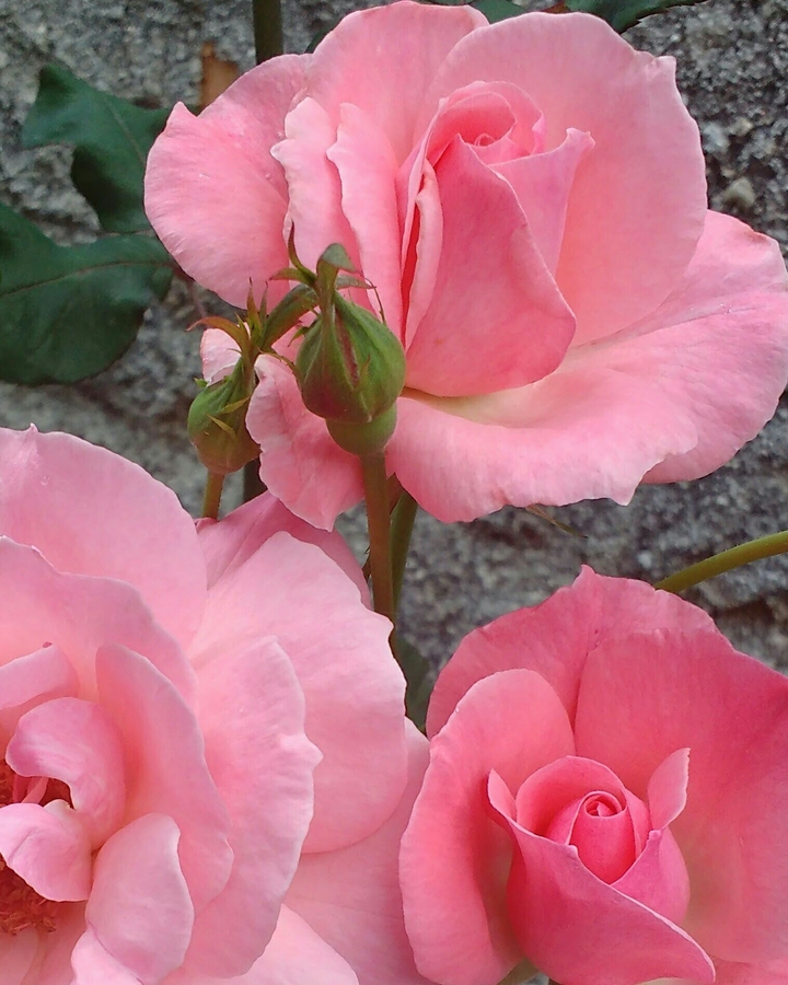 Rosas