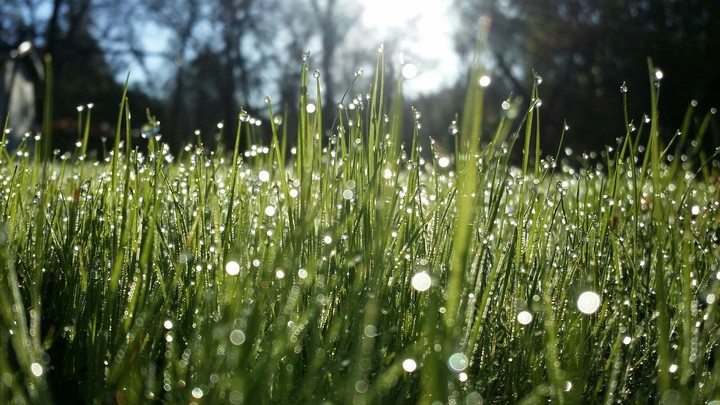 Morning Dew