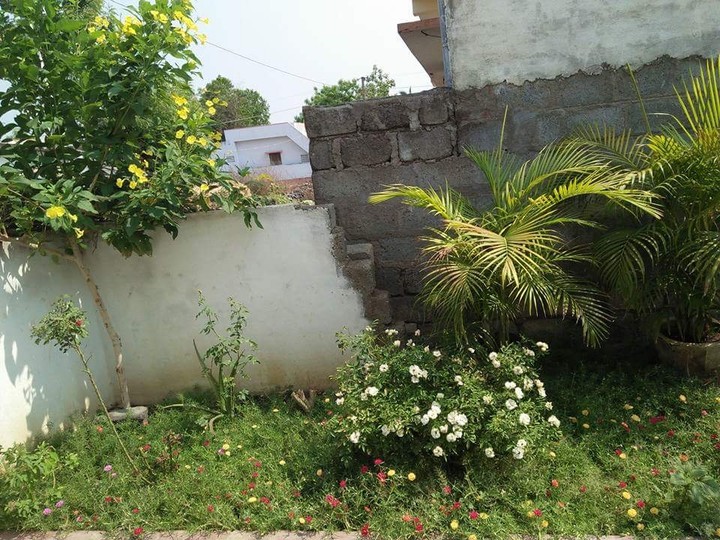green garden