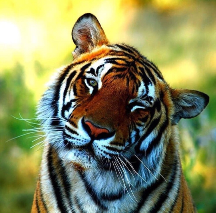 tiger
