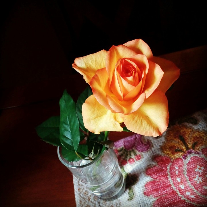 Rose