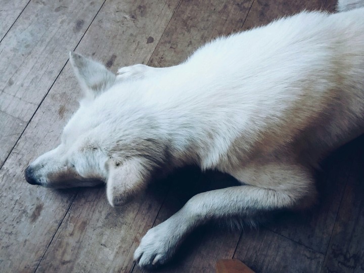 hund
