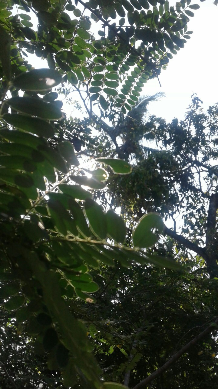 nature