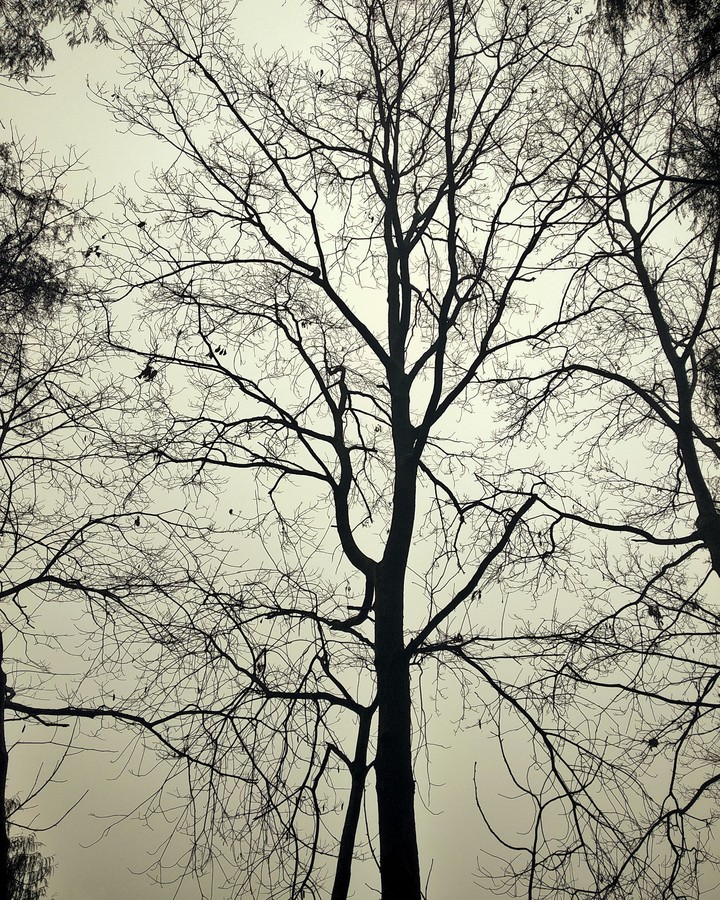 tree