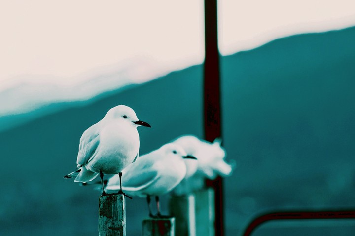 bird