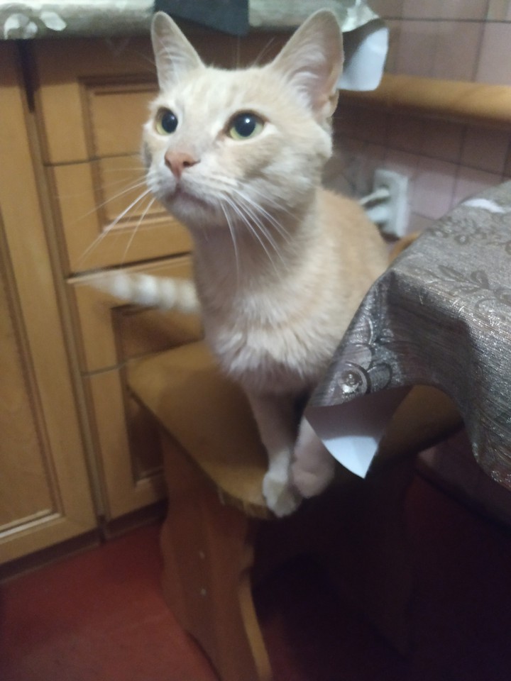 meow