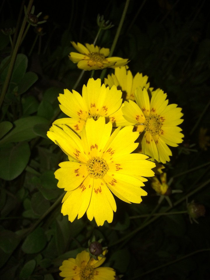 blossomofmygarden_3