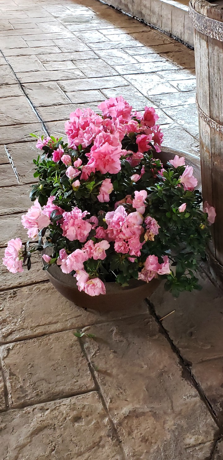 flores