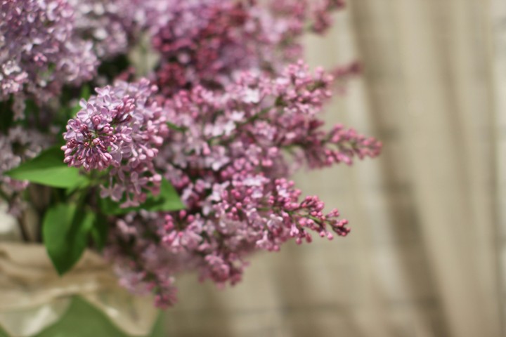 сирень