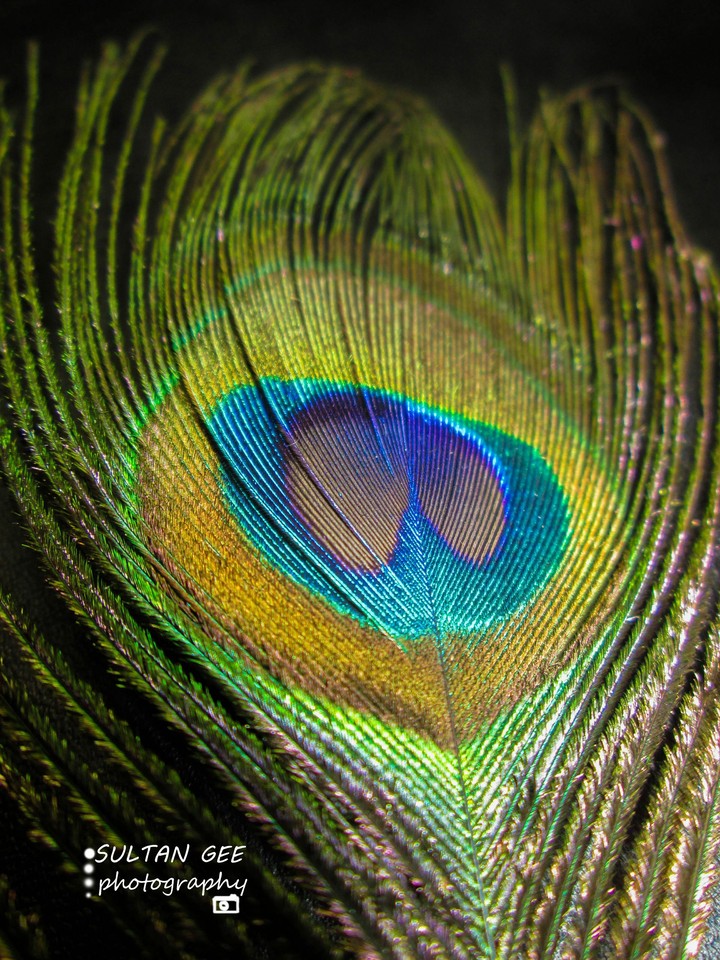 Peacock Feather