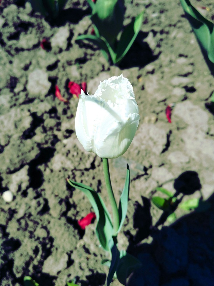 Tulip
