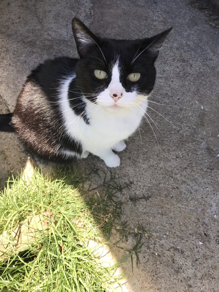 #cat