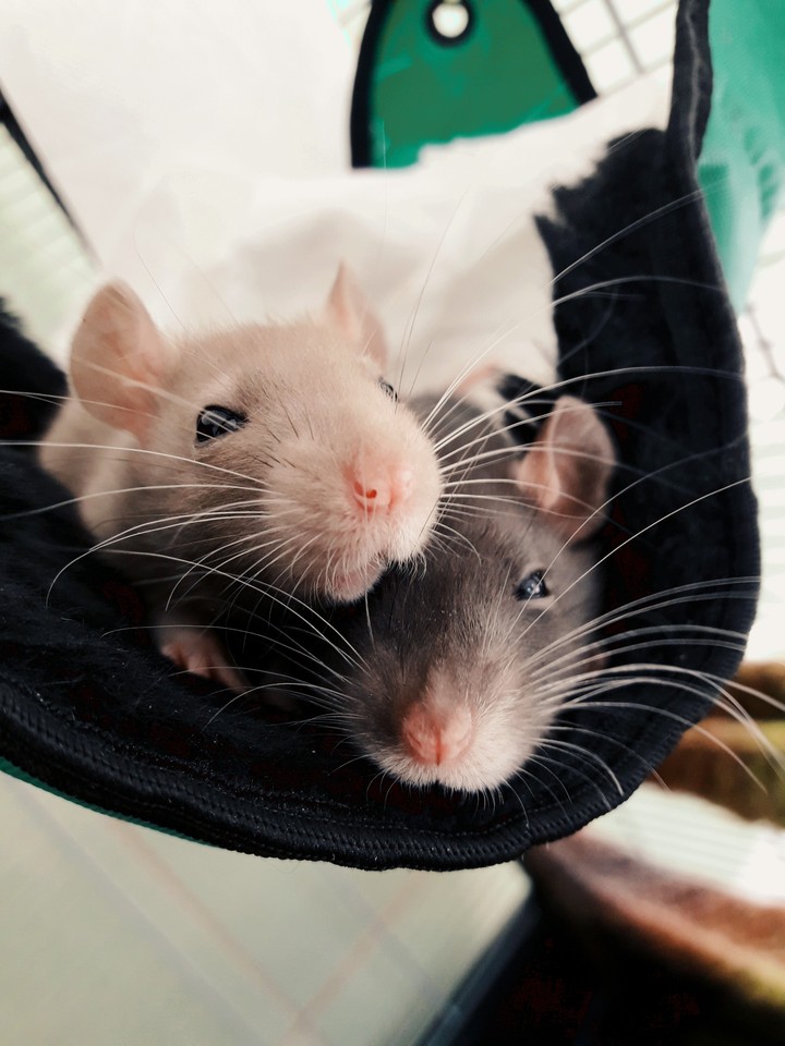 Ratties