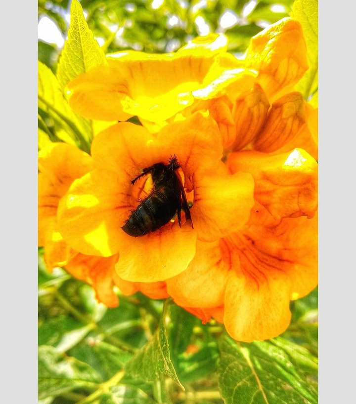 flower