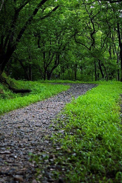 forest