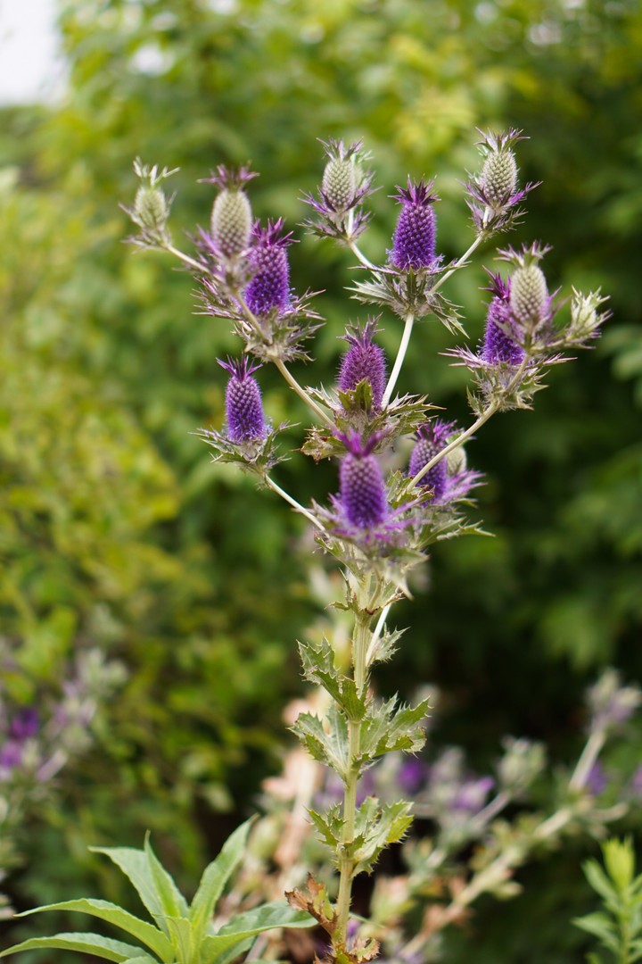 eryngo