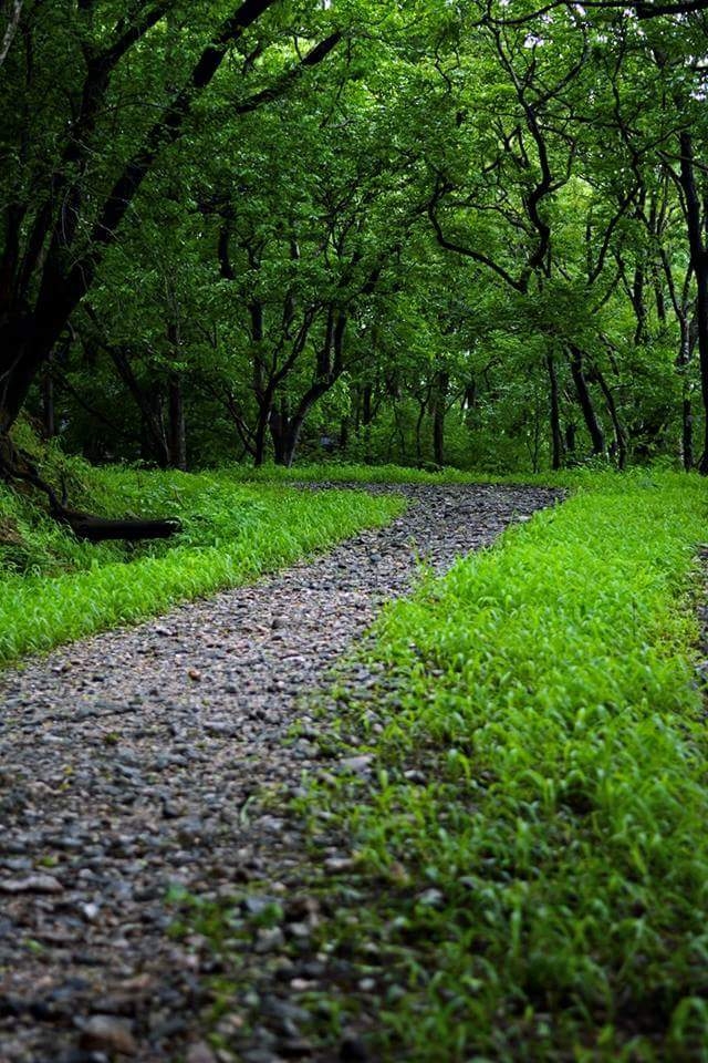 forest