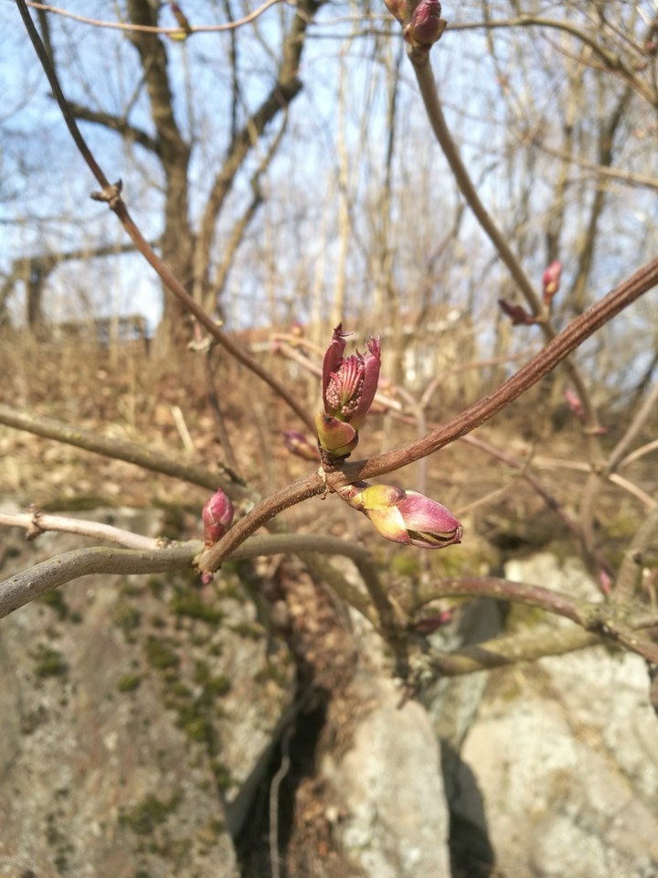 Buds