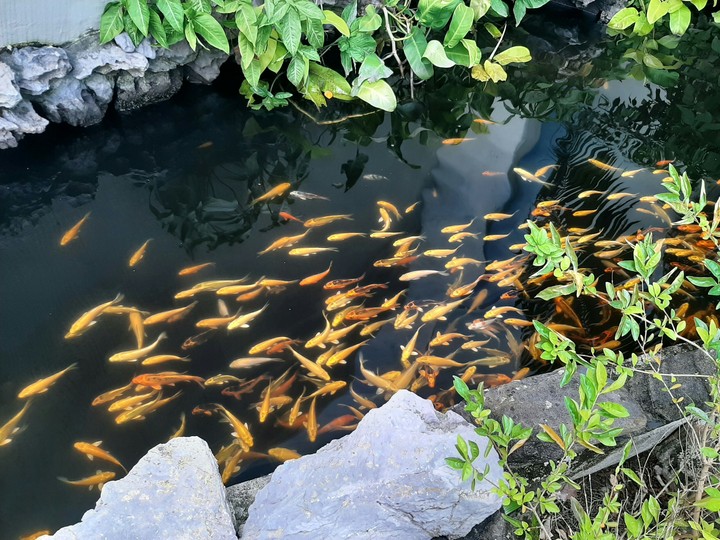 The fish