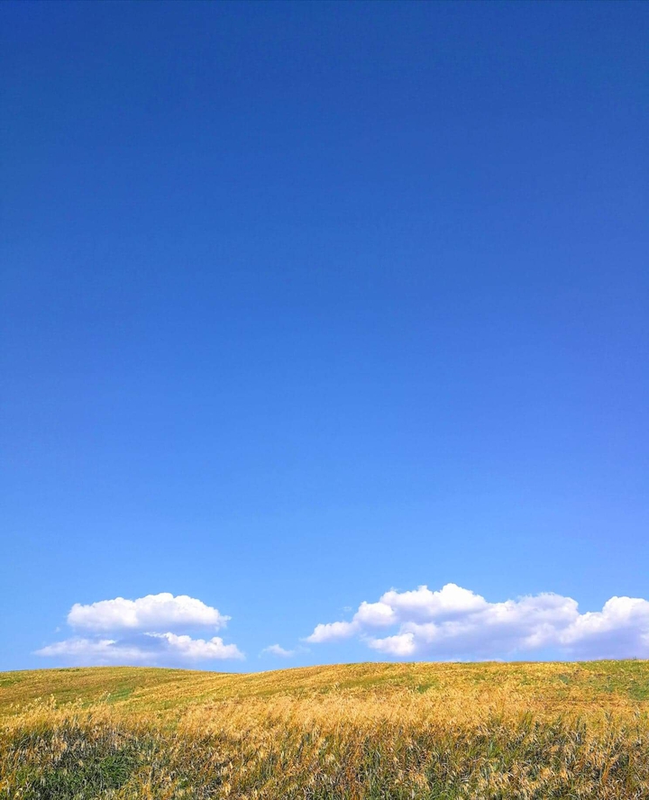 meadow