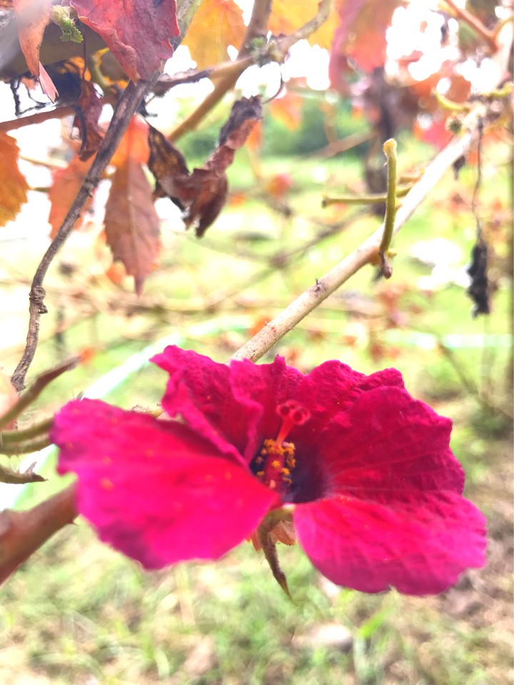 red
