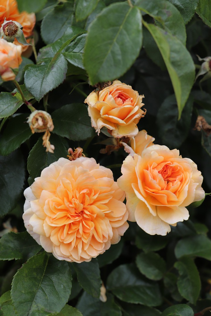 Bright orange roses
