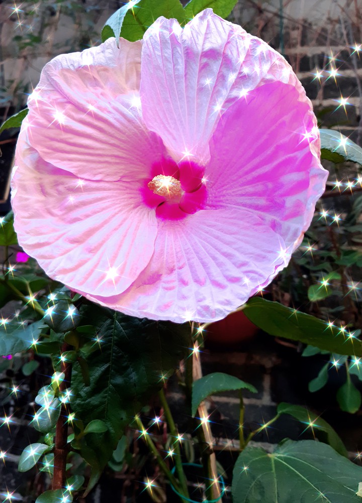 Flor Rosa
