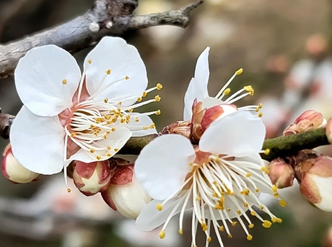 botany, White wallpapers