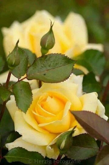 Yellow roses.