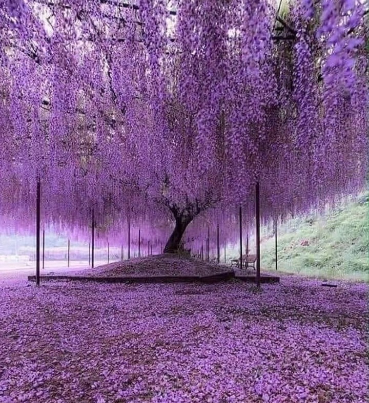 Cherry Plant, Japan