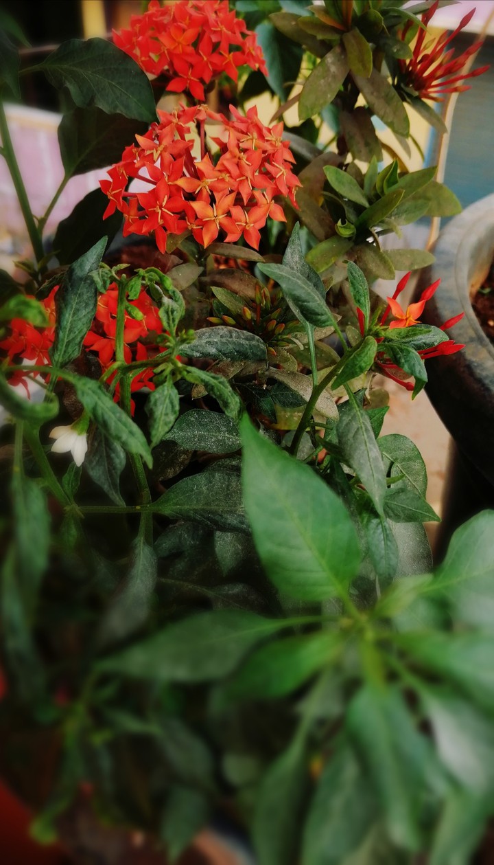 Kitchen Plants