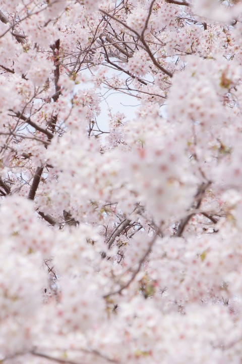 flower, spring Hintergrundbilder