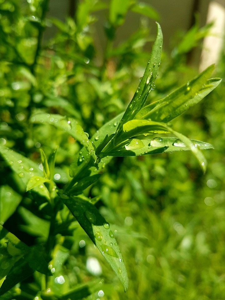 #green #water